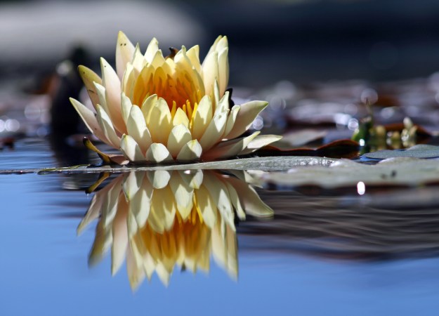 Flower_reflection