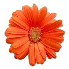 orange_flower