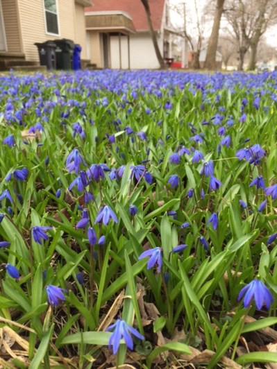 small_purple_flowers