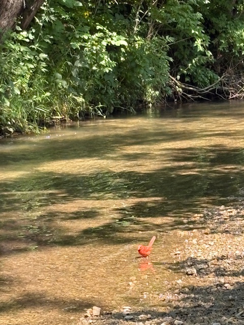 A shallow stream with a red cardinal drinking along the bank