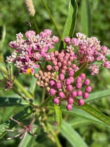 Up close view of a pink wildflower